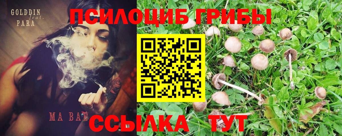 Псилоцибиновые грибы мицелий Похвистнево